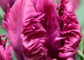 Tulipa Parrot Prince ® (4)